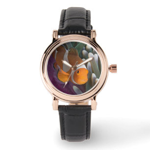 Western Clown Anemone Fish Watch