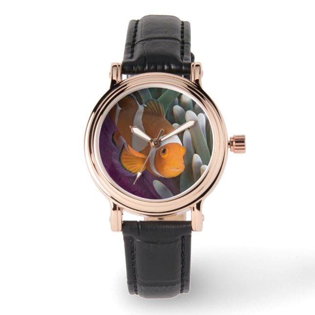 Western Clown Anemone Fish Watch (Front)