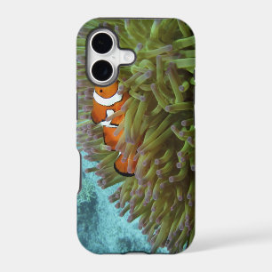 Western Clownfish ( Amphiprion ocellaris )