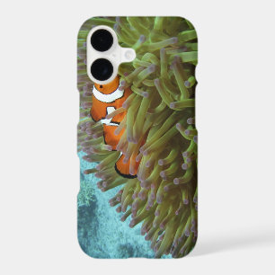 Western Clownfish ( Amphiprion ocellaris )