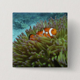 Western Clownfish ( Amphiprion ocellaris ) 15 Cm Square Badge