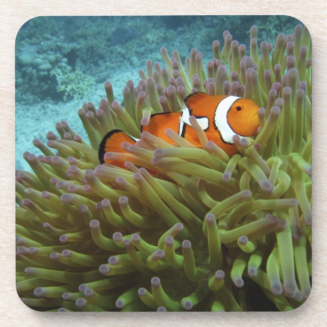 Western Clownfish ( Amphiprion ocellaris ) Coaster (Front)