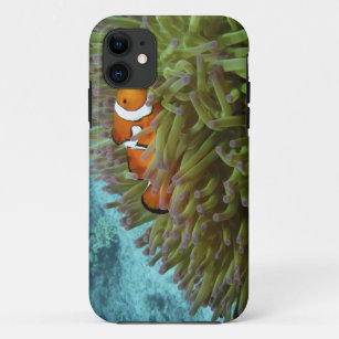 Western Clownfish ( Amphiprion ocellaris ), in iPhone 11 Case