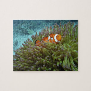 Western Clownfish ( Amphiprion ocellaris ) Jigsaw Puzzle