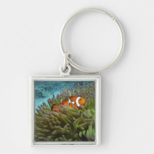 Western Clownfish ( Amphiprion ocellaris ) Key Ring