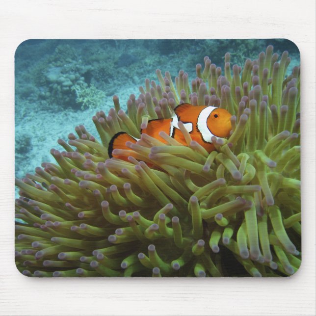 Western Clownfish ( Amphiprion ocellaris ) Mouse Pad (Front)