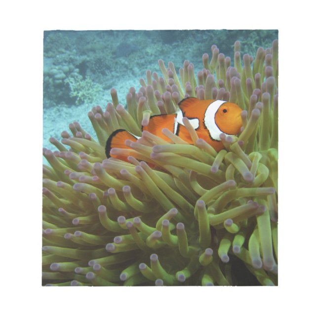 Western Clownfish ( Amphiprion ocellaris ) Notepad (Front)