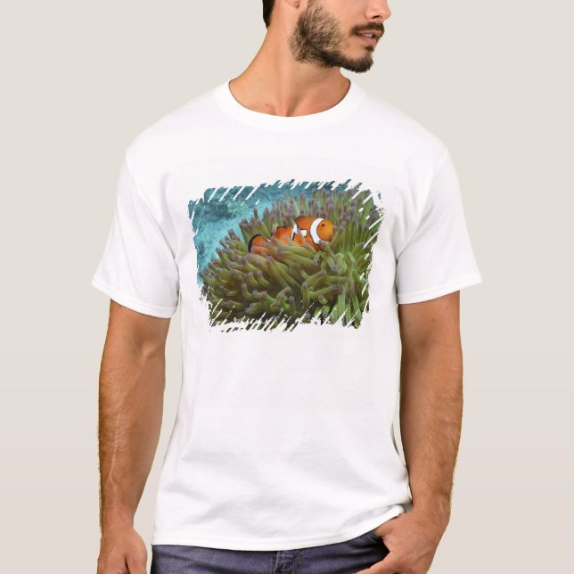 Western Clownfish ( Amphiprion ocellaris ) T-Shirt (Front)