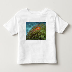 Western Clownfish ( Amphiprion ocellaris ) Toddler T-Shirt