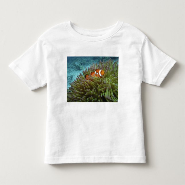 Western Clownfish ( Amphiprion ocellaris ) Toddler T-Shirt (Front)