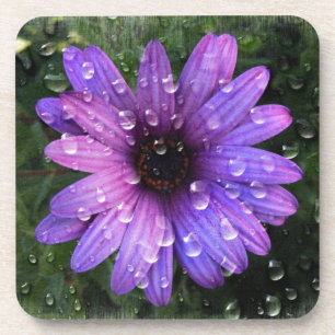 Western Country garden morning Dew purple daisy Coaster