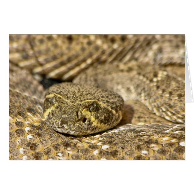 Western Diamondback Rattlesnake (Front Horizontal)