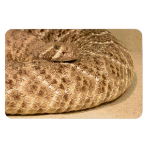 western diamondback rattlesnake magnet