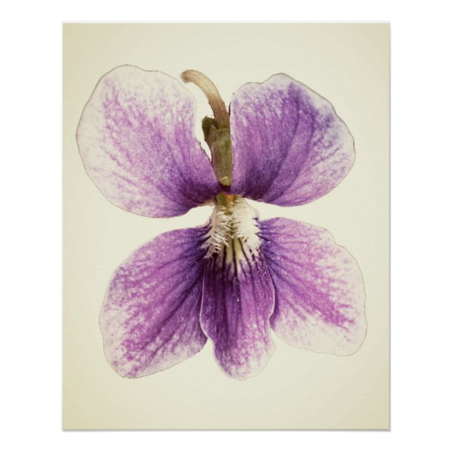 Western dog violet. poster (Front)