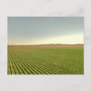 Western Farmland Rows Landscape Photography Postcard
