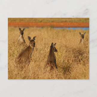 Western Grey Kangaroos Postcard