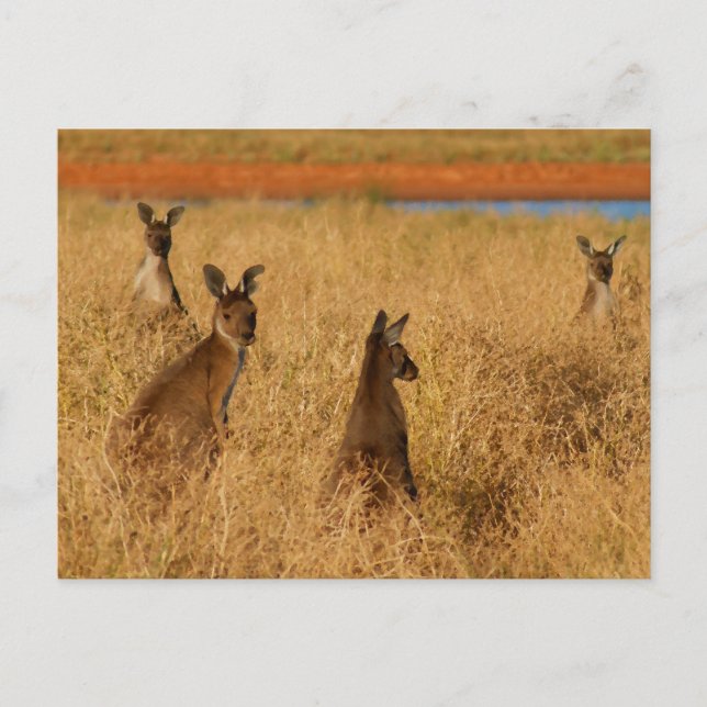 Western Grey Kangaroos Postcard (Front)