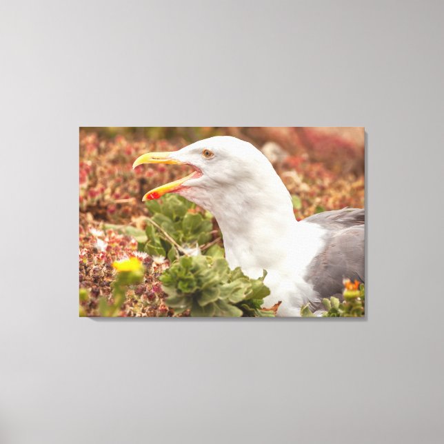 Western Gull  Canvas Print (Front)