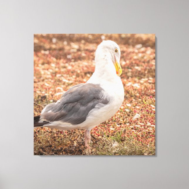 Western gull canvas print (Front)