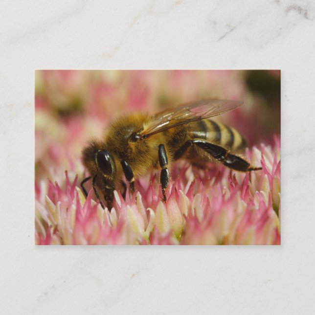 Western Honey Bee Macro Business Card (Front)