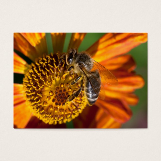 Western Honey Bee Macro Photo (Front)