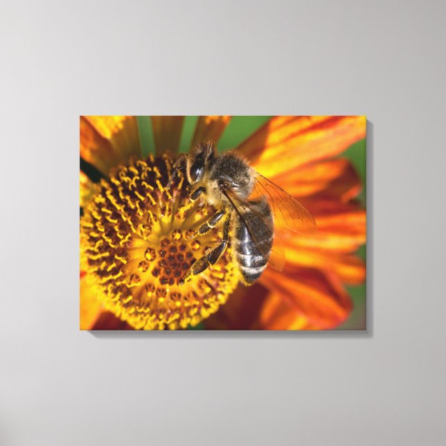 Western Honey Bee Macro Photo Canvas Print (Front)