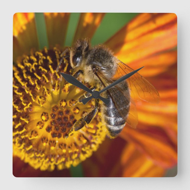 Western Honey Bee Macro Photo Square Wall Clock (Front)