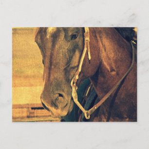Western Horse Postcard