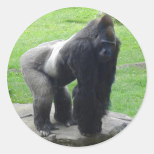 Western Lowland Gorilla #1 Stickers