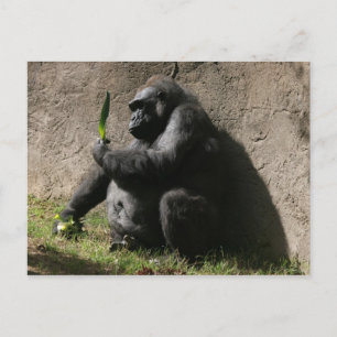 Western Lowland Gorilla Postcard