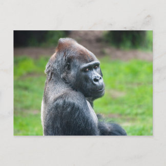Western Lowland Gorilla Postcard
