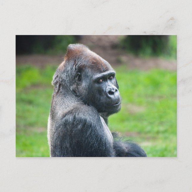 Western Lowland Gorilla Postcard (Front)