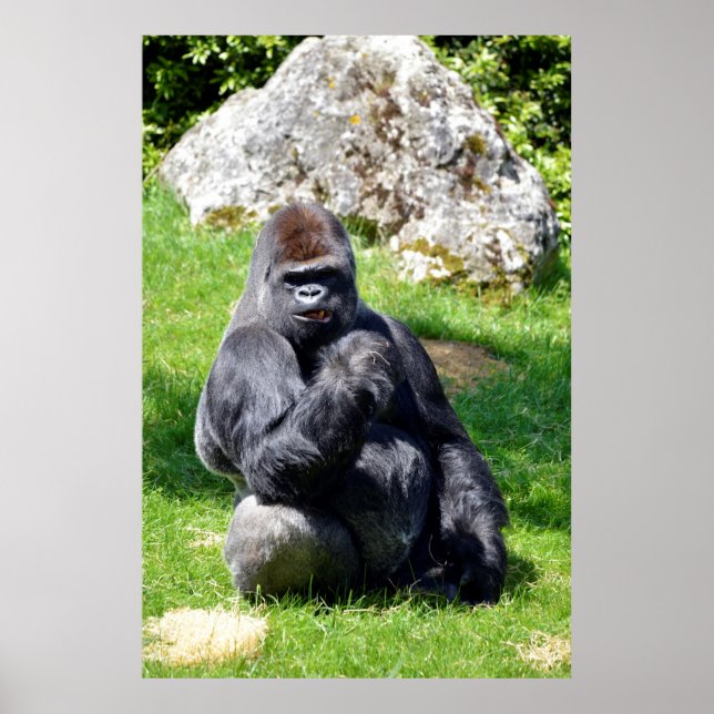 Western lowland gorilla sitting grass poster (Front)