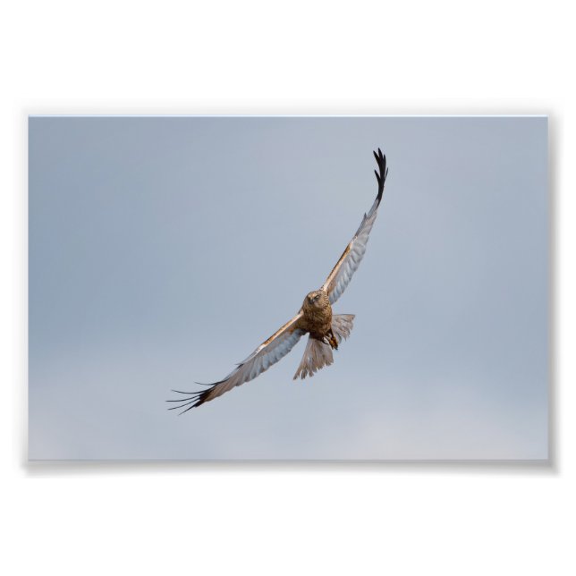 Western marsh harrier photo print (Front)