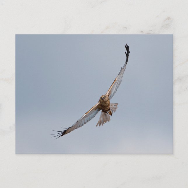 Western marsh harrier postcard (Front)