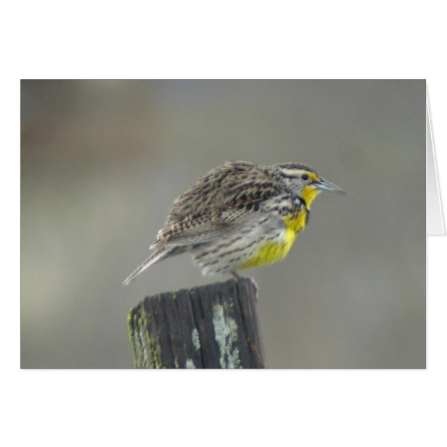 Western Meadowlark Card (Front Horizontal)