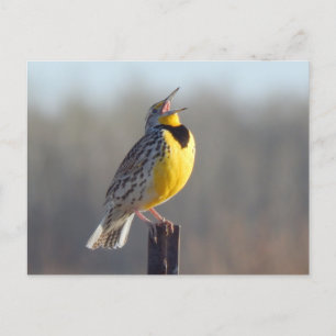 Western Meadowlark In North Dakota Postcard