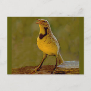Western Meadowlark (Kansas, Montana, Nebraska) Postcard