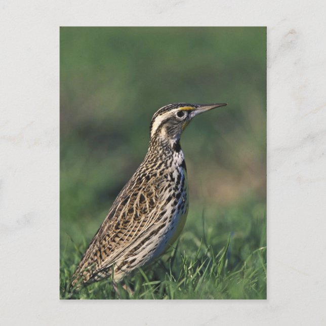 Western Meadowlark Postcard (Front)