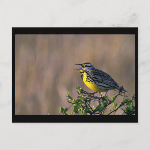 Western meadowlark postcard