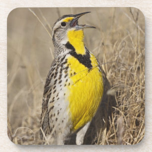 Western Meadowlark (Strunella neglecta) Coaster