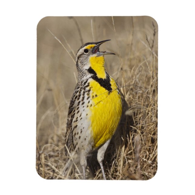 Western Meadowlark (Strunella neglecta) Magnet (Vertical)