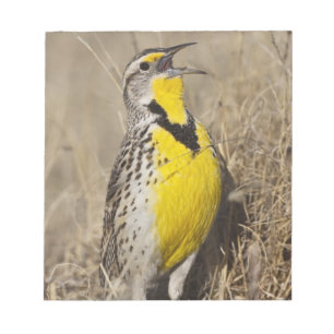 Western Meadowlark (Strunella neglecta) Notepad