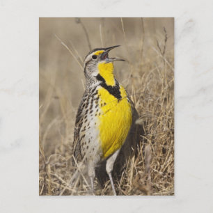 Western Meadowlark (Strunella neglecta) Postcard