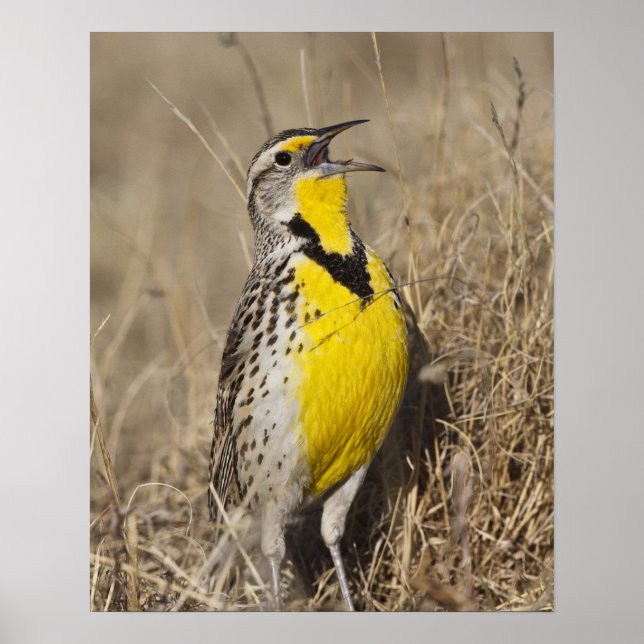 Western Meadowlark (Strunella neglecta) Poster (Front)