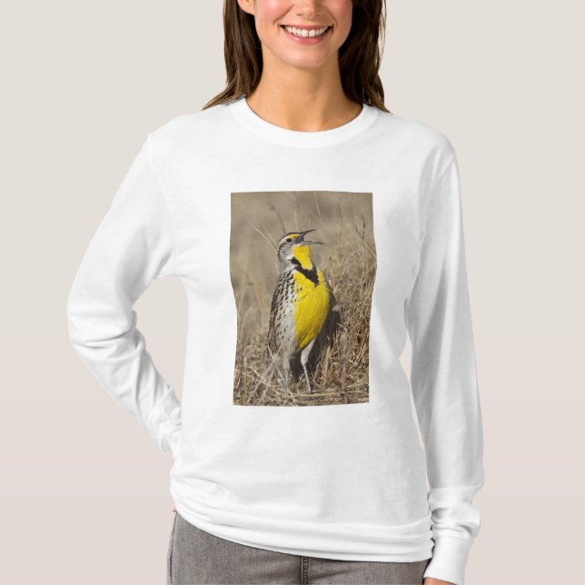 Western Meadowlark (Strunella neglecta) T-Shirt (Front)