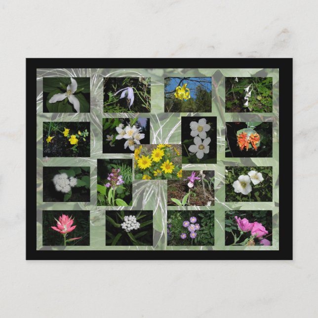 Western Montana Wildflowers Postcard (Front)