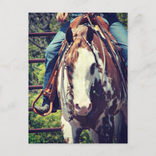 Western Paint Horse Postcard