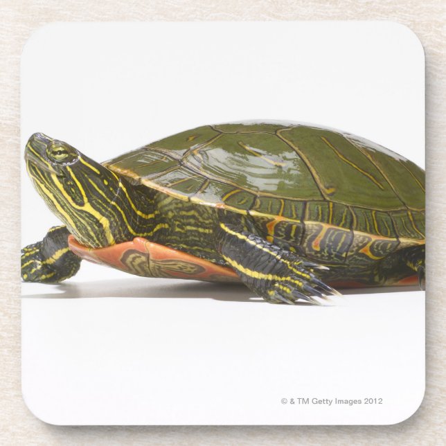 Western painted turtle (Chrysemys picta bellii), Coaster (Front)