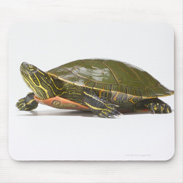 Western painted turtle (Chrysemys picta bellii), Mouse Pad (Front)